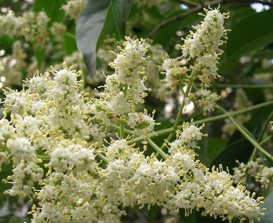 Privet Shrub seeds Ligustrum vulgare